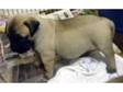 Bullmastiff Puppies