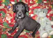 Great Dane Puppies For Adorable Homes