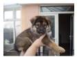 Northern inuit x German shepherd puppies STUNNING!!!.....