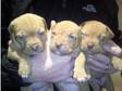 Dog de bordeaux puppys for sale. Dogs and Bitches....