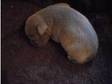 staff puppies (kc registered). BLUE STAFFORDSHIRE BULL....