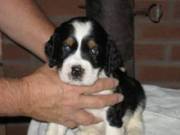 English Springer Spaniels Puppies