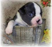 Super Cute Boston Terrier Puppy