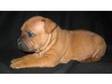 Stunning Staffordshire Bull terrier Pup - Bitch last....