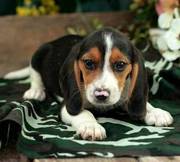 Beagle puppies for sale