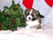 Top Quality KC - Health Lhasa Apso Puppy looking for a new homes