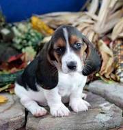 Basset Hound puppies for sale