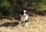 Beautiful Border Collie puppies for adoption