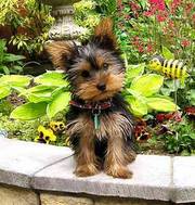 Yorkshire terrier male for urgent adoption