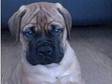 Bullmastiff puppies for sale. Bullmastiff puppies,  8....