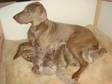 Pedigree KC Registered Weimaraner Puppies in Bristol,  South Gloucs