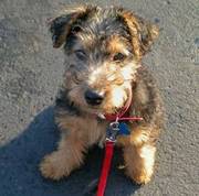 I have a super litter of Welsh Terriers puppies