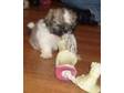 Shih tzu. Beautiful Shih Tzu puppies,  ready for their....