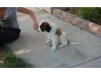 SAINT BERNARD puppies for sale,  All babies are being....