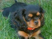 Wow! this is the most beautiful king charles spaniel