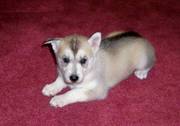 Charming Siberian Husky For Adoption