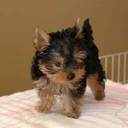 Yorkshire Terrier Puppies