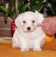 Awesome Coton de Tulears Puppies