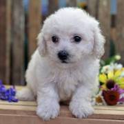 Bichon Frise