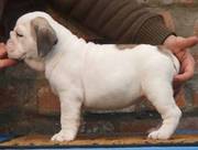 English Bulldog Puppies