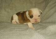 English Bulldog Puppies Available