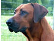 Rhodesian ridgeback puppy For Sale