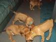 NOWNEARLY 6 weeks Lovely Rhodesisn ridgeback pups,  will....