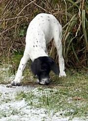 Beautiful Pointer Bitch Puppy