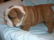 English bulldog needs a new home