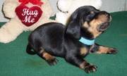 beautiful short hair dachshund puppy