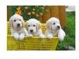 December English Cream Litters(Golden retriever....