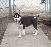 Well trained siberian husky puppies