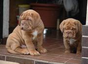 EXCELLENT Dogue De Bordeaux Puppies for Sale