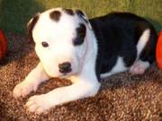 Pure Breed English Staffordshire Bull Terrier Puppies for Sale