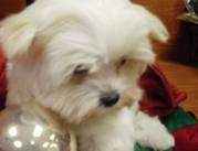 Maltese puppies for sale