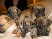 Gorgeous Boxer Puppies for Sale