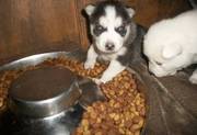 Blue Eyed Siberian Husky Puppies eady