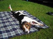 Tri-coloured 15mth old male beagle