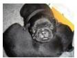 pug puppy. a lovely black pug puppy.kc reg.wormed paper....