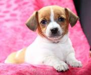 Toy Rat Terrier puppies for sale in perfect home