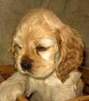 KC English cocker spaniel puppies for sale