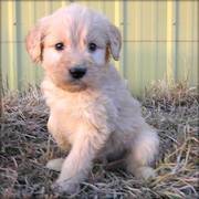 Goldendoodles puppy for sale