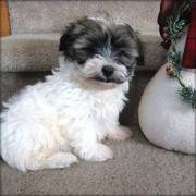 Havanese puppy for sale