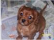 Cavalier king charles puppies