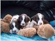 Top Quality English Springer Spaniel Puppies