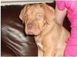 dogue de bordeaux puppy