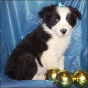 Border Collie Puppies for Sale