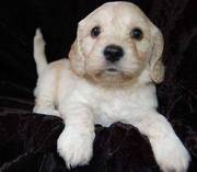 Cocker Spaniel Puppies for good looking homes