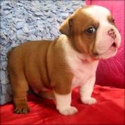 Bulldog Puppies Ready