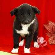 Beautiful black border collie puppies